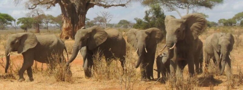 Arusha: Tarangire National Park Day Trip from Arusha - Transportation and Guide Experience