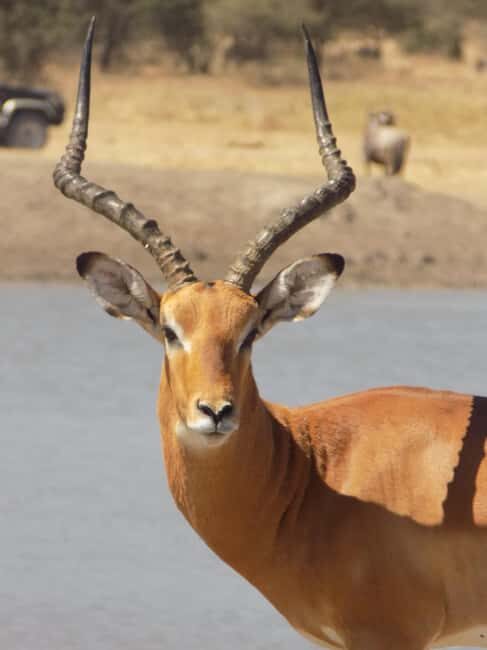 Arusha: Tarangire National Park Day Trip - Key Points