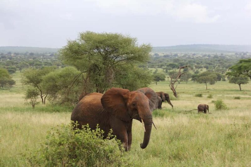 Arusha: Tarangire National Park Day Trip - Exploring the Day Trip to Tarangire National Park