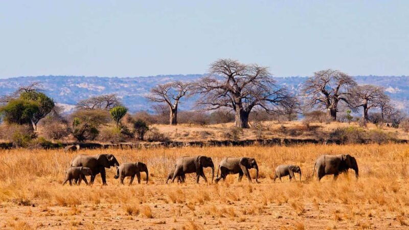 Arusha: Tarangire National Park Day Trip with Safari - Key Points