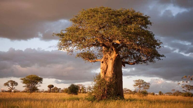 Arusha: Tarangire National Park Day Trip with Safari - Practical Details and Logistics