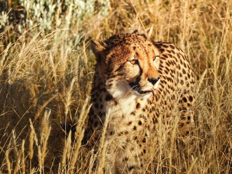 Arusha: Tarangire, Serengeti & Crater 4-Day Luxury Safari - A Close Look at the Arusha: Tarangire, Serengeti & Crater 4-Day Luxury Safari