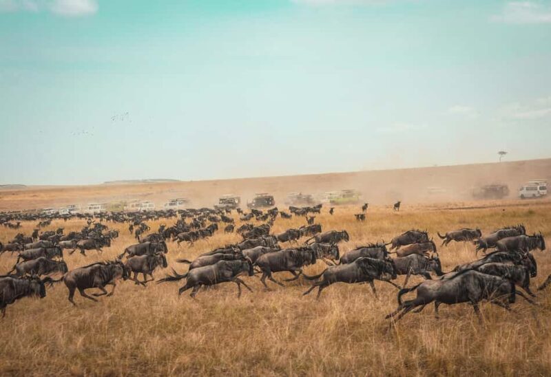 Arusha: Tarangire, Serengeti & Crater 4-Day Luxury Safari - Key Points