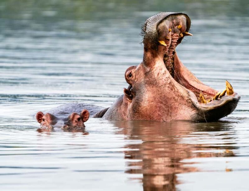 Arusha: Tarangire, Serengeti & Crater 4-Day Luxury Safari - Day 1: From Arusha to Tarangire National Park