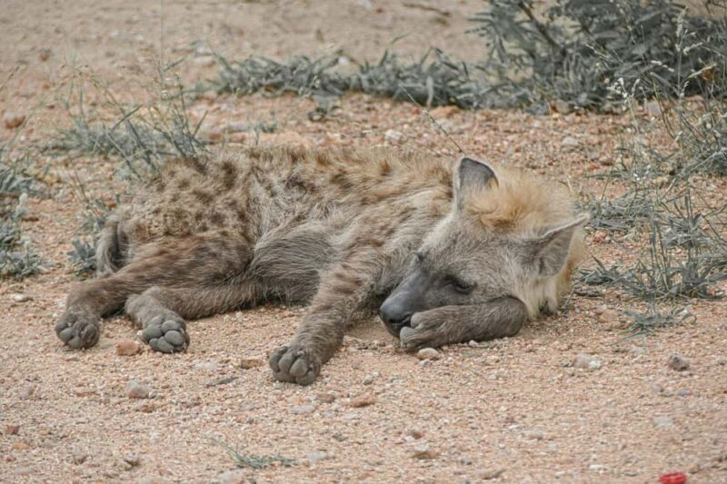 Arusha: Tarangire, Serengeti & Crater 4-Day Luxury Safari - Day 2: To Serengeti via Ngorongoro Conservation Area