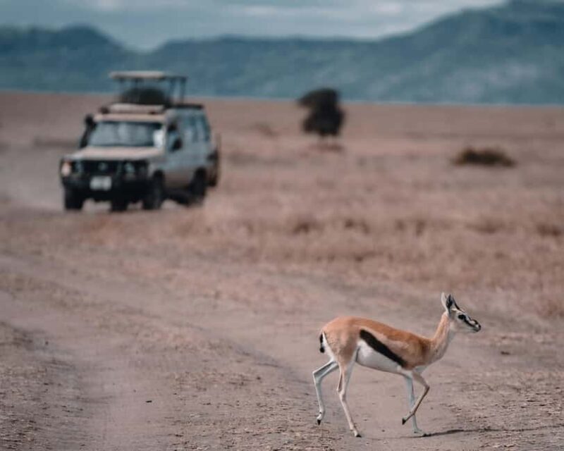 Arusha: Tarangire, Serengeti & Crater 4-Day Luxury Safari - Day 3: Full Day Exploring Serengeti