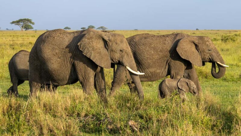 Arusha: Tarangire, Serengeti & Crater 4-Day Luxury Safari - Authentic Experiences and Practical Insights