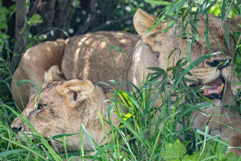 Arusha: Tarangire, Serengeti & Crater 4-Day Luxury Safari - Final Thoughts: Who Will Love This Safari?