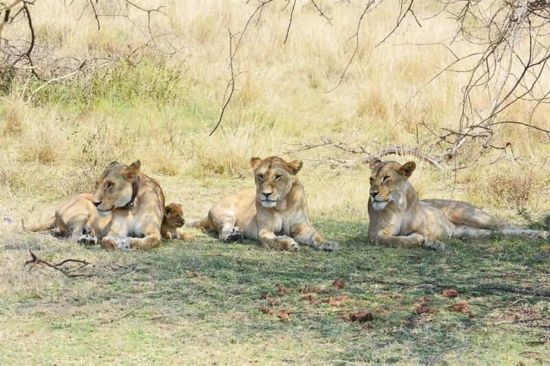 Arusha:4-Days Safari to Lake Manyara, Serengeti & Ngorongoro - Key Points
