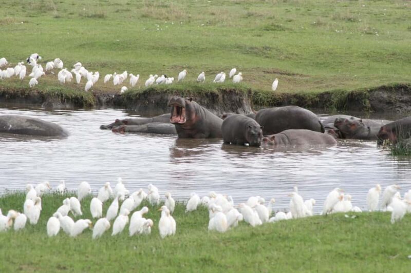 Arusha:4-Days Safari to Lake Manyara, Serengeti & Ngorongoro - An In-Depth Look at the 4-Day Safari Experience