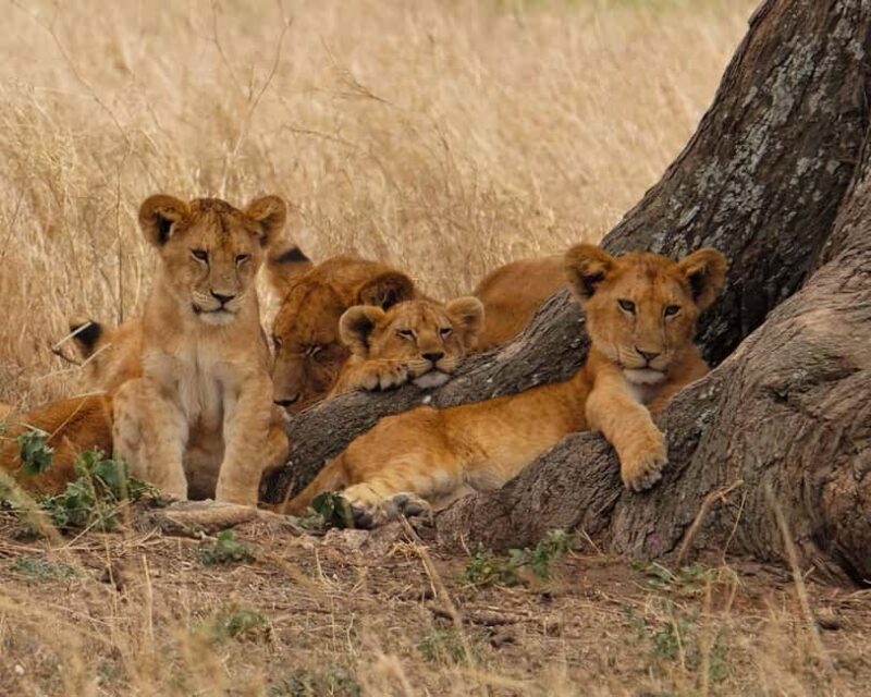 Arusha:4-Days Safari to Lake Manyara, Serengeti & Ngorongoro - FAQ About the 4-Day Safari from Arusha