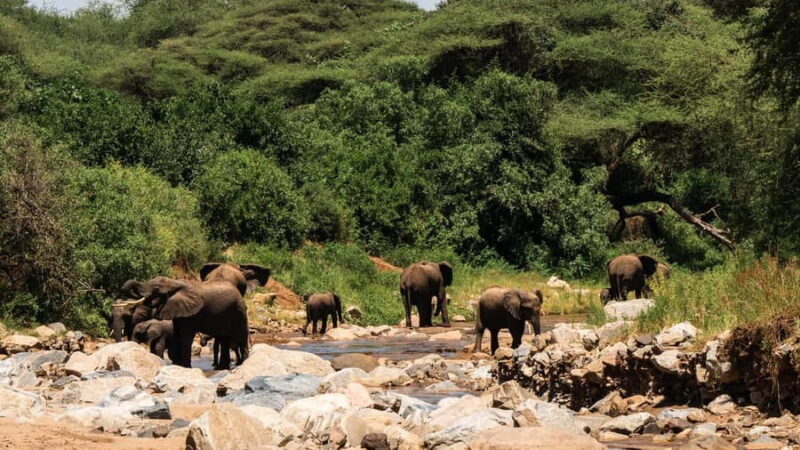 Arusha:7Day Safari Discover the real Africa from LakeManyara - Key Points