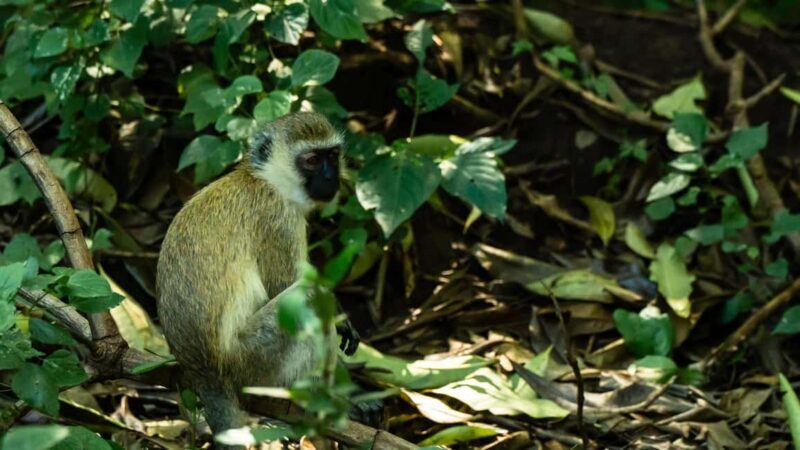 Arusha:7Day Safari Discover the real Africa from LakeManyara - Practical Tips for Travelers