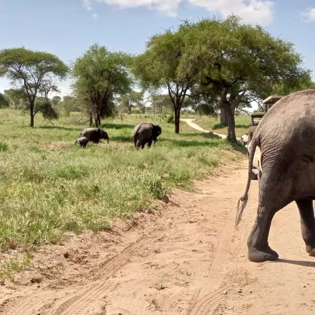 Arusha:Day Trip Safari to Arusha National Park - Key Points
