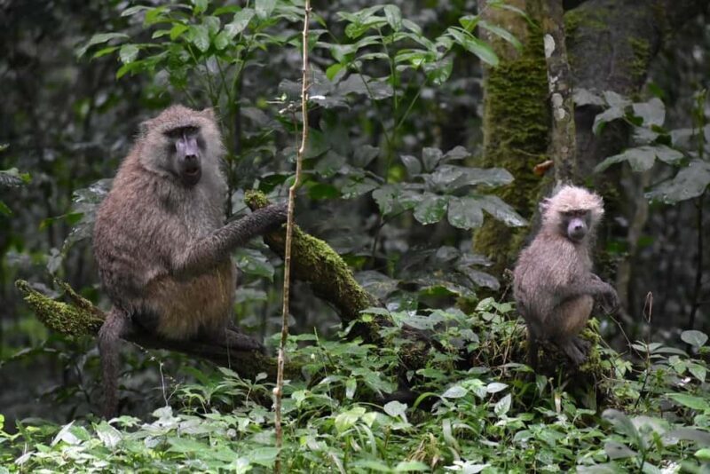 Arusha:Day Trip Safari to Arusha National Park - The Experience in Detail