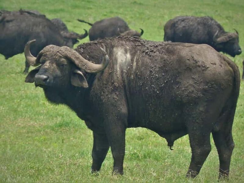 Arusha:Day Trip Safari to Arusha National Park - Practical Tips for Your Safari Day