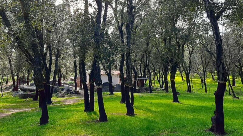 arzana-day-with-a-shepherd-w-lunch-in-a-farm