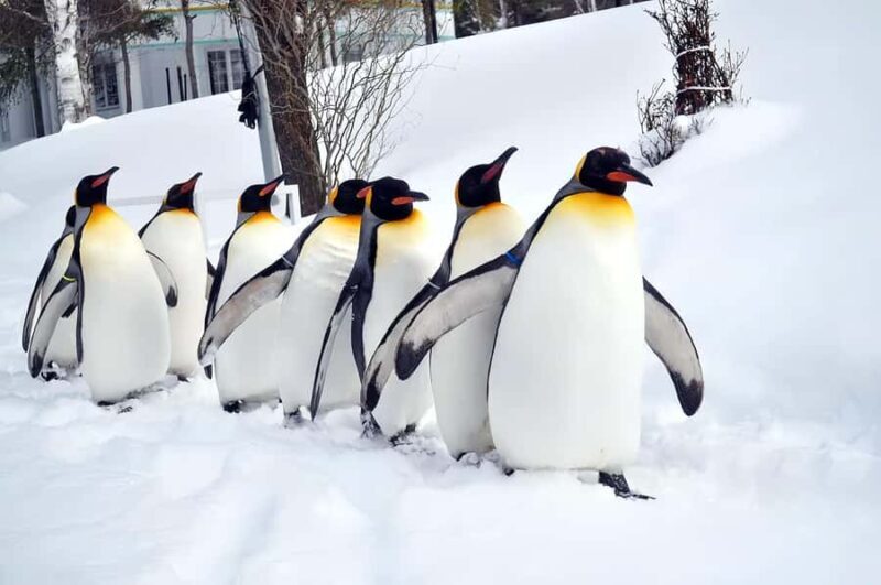 Asahiyama Adventure: Zoo+Waterfalls & Blue Pond Day Tour - Key Points