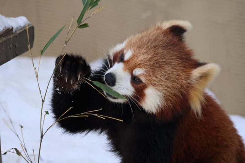 Asahiyama Zoo & Bibai Snow Land Snow Play Experience - Practical Considerations & Tips