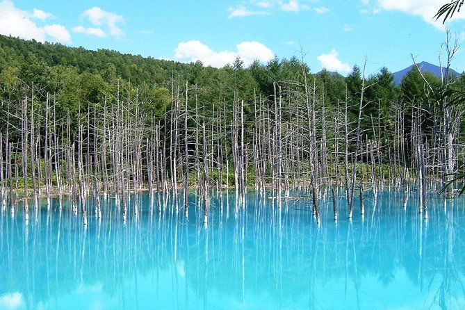 asahiyama-zoo-blue-pond-shirahige-falls-ningle-terrace-from-sapporo
