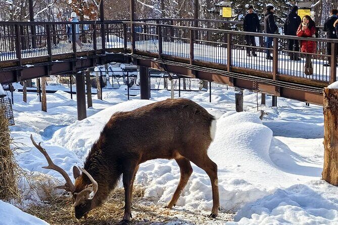 Asahiyama Zoo, Christmas Tree, Fairy Terrace Day Tour | Hokkaido - Exploring Hokkaido: A Full-Day Adventure Through Nature and Wildlife