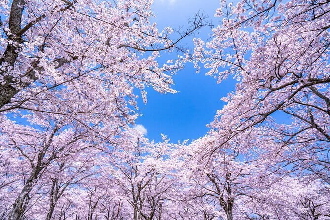 Asakusa: Cherry Blossom Viewing and History Tour - Practical Details and Tips