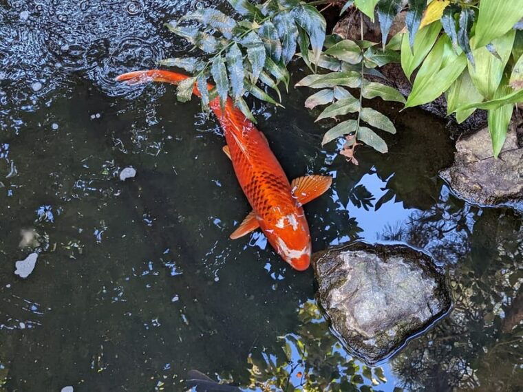 asakusa-history-tour-with-lunch