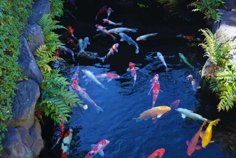 Asakusa Walk: Senso-ji, Nakamise & Local Gems - Key Points