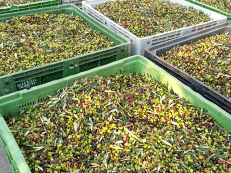 ascoli-piceno-olive-oil-tasting-with-local-products