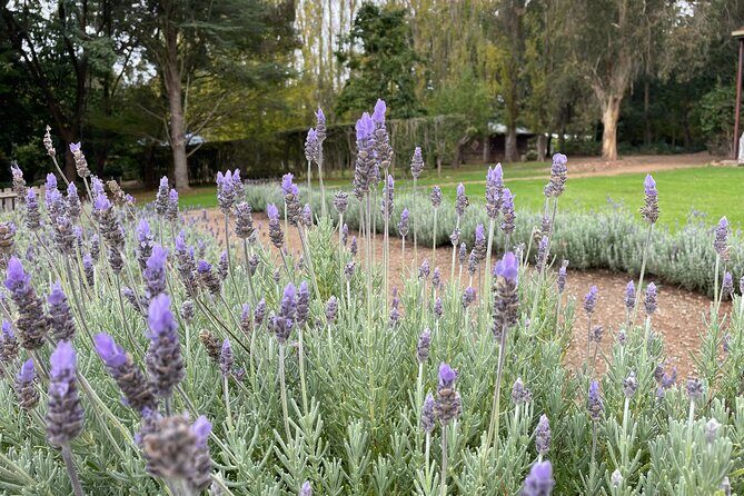 Ashcombe Maze & Lavender Gardens - Exploring the Gardens and Maze: A Closer Look