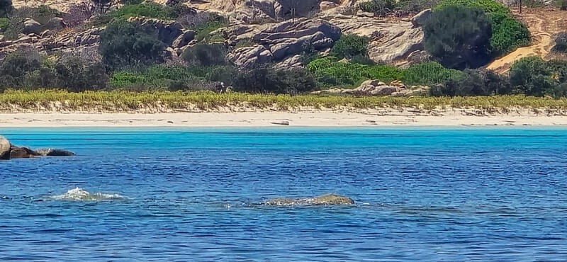 Asinara by Boat: Half-Day Morning Tour among crystal clear waters - Snorkeling and Marine Encounters