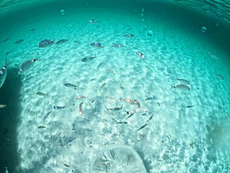 Asinara: Gita in barca a vela nel parco dell'Asinara - Why This Tour Is Worth Considering