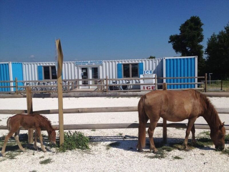 assateague-island-bike-rental-from-the-bayside-stand