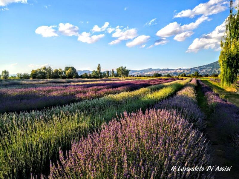 assisi-rental-vespa-150cc-full-day