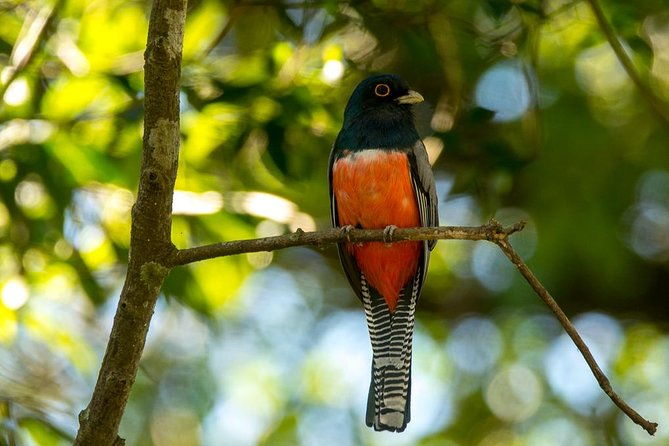 asuncion-birding-tour