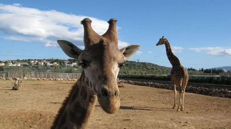 athens-attica-zoological-park-athens-national-garden-trip
