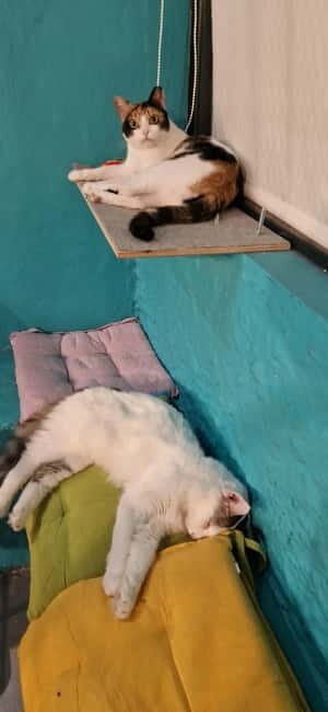 Athens: Cat Cafe Visit with Drink and Sweet - Authentic Experiences: What Visitors Say  