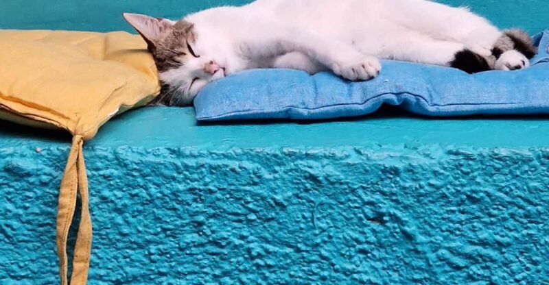 athens-cat-cafe-visit-with-drink-and-sweet