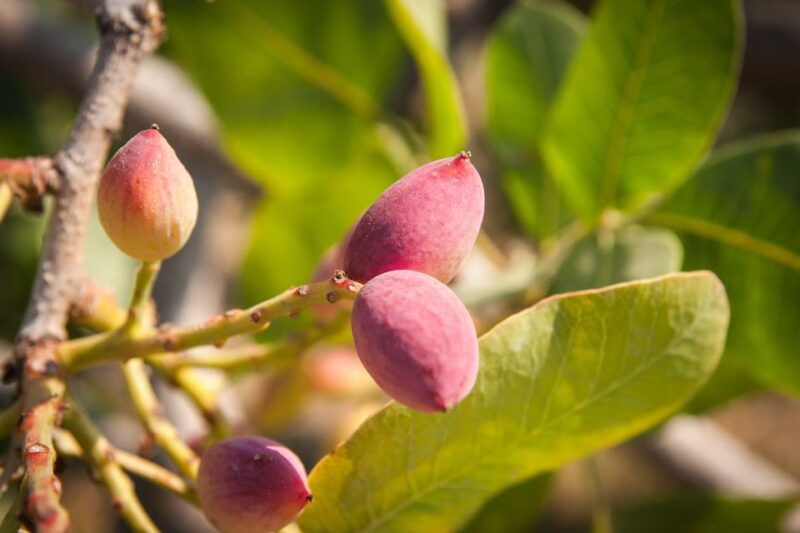 athens-guided-day-trip-to-aegina-island-with-swimming