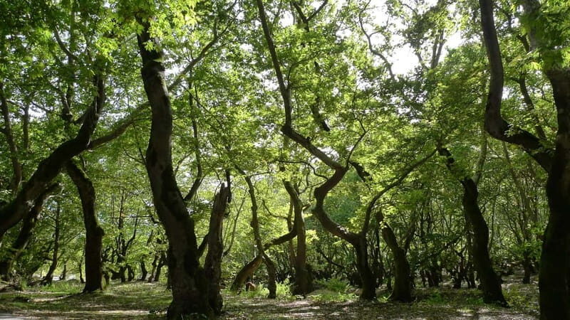 Athens: Kalavrita UNESCO Global Geopark & Pounta Beach Swim - A Detailed Look at the Athens: Kalavrita UNESCO Global Geopark & Pounta Beach Swim Tour