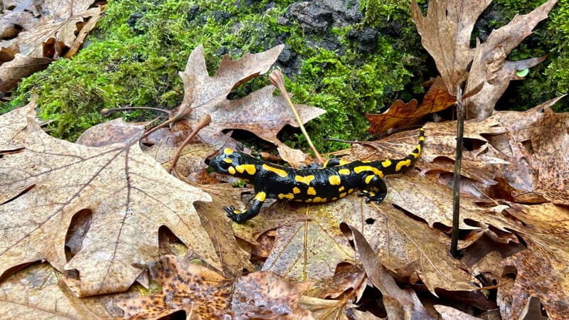 Athens: Kalavrita UNESCO Global Geopark & Pounta Beach Swim - Transport, Timing, and Comfort