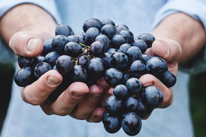 athens-private-wine-tasting-tour-dionysian-grapes