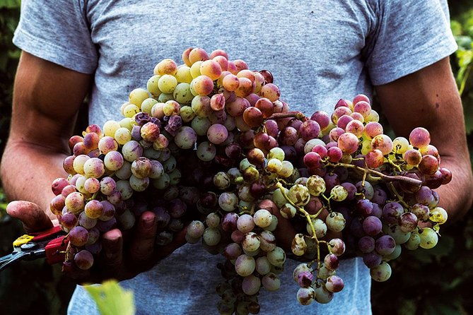 athens-wine-tour-an-outstanding-full-day-experience-for-dedicated-winelovers