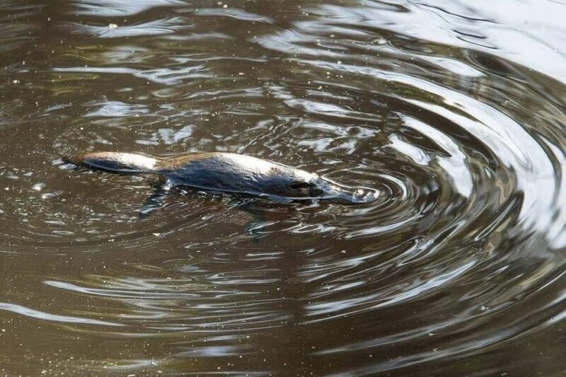 Atherton Tablelands: Lakes, Waterfalls, Rainforest Day Tour - Spotting Platypuses (Seasonal)
