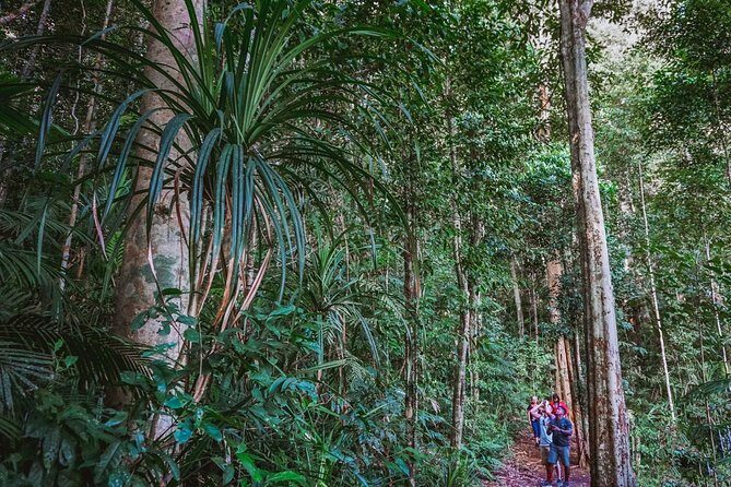 Atherton Tablelands Rain Forest by Night from Cairns - Exploring the Atherton Tablelands by Day