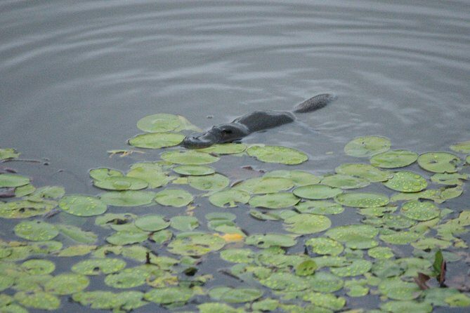 Atherton Tablelands Rain Forest by Night from Cairns - Dusk and Platypus Spotting at Lake Yungaburra