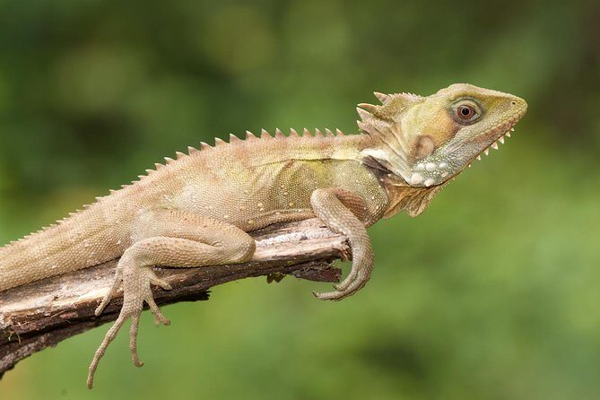 Atherton Tablelands Rain Forest by Night from Cairns - Nighttime Rainforest Walk: A Star-Studded Wildlife Show