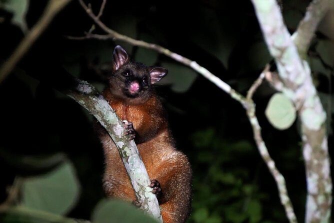 Atherton Tablelands Rain Forest by Night from Cairns - Final Touches: Star Gazing and Return to Cairns