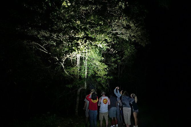 Atherton Tablelands Rain Forest by Night from Cairns - What Sets This Tour Apart?