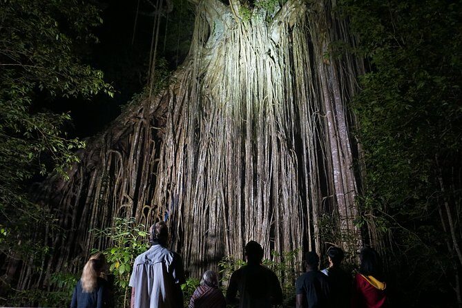 Atherton Tablelands Rain Forest by Night from Cairns - Practical Tips and Considerations